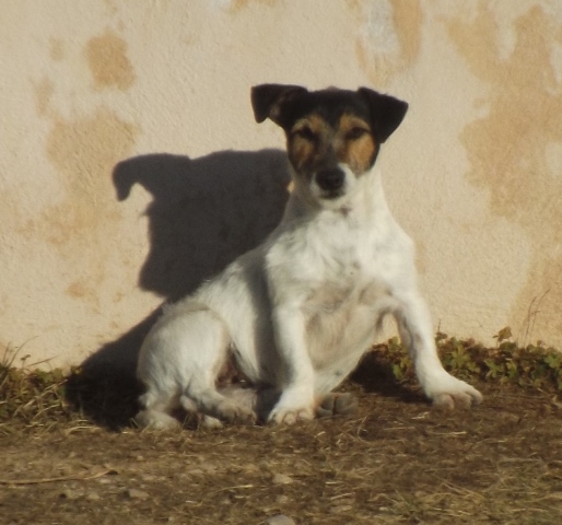 Les Jack Russell Terrier de l'affixe De La Plaine D'Orion